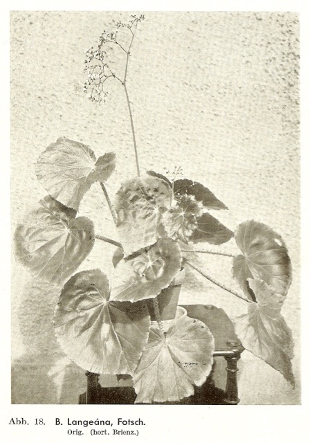 B. ‘Langeana’